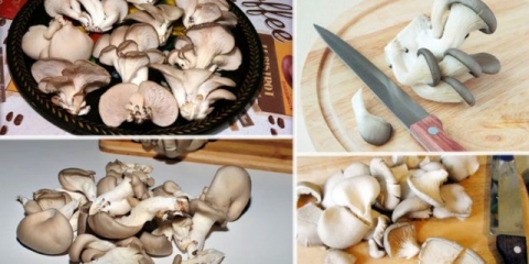 Da li je moguće jesti bukovače sirove